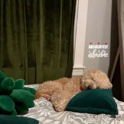 Mini poodle