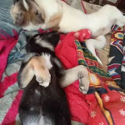 American Akita Puppies