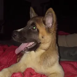 American Akita Puppies