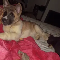 American Akita Puppies