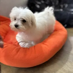 Maltese puppies ready now