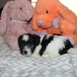 Breezy F Havanese