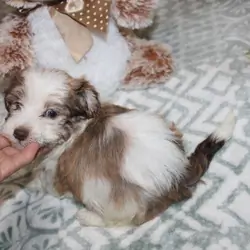 purebred havanese Spicy