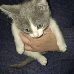 Beautiful Kittens