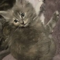 Beautiful Kittens
