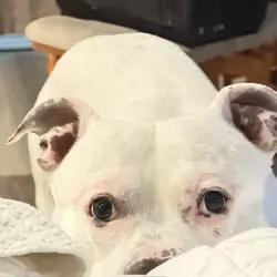 Dogo Argentina (Adult male)