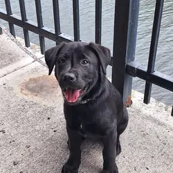 12 week old Lab puppy