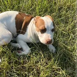 Pitbull puppy