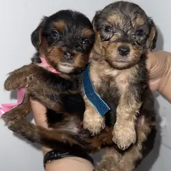 Yorkiepoos for sale