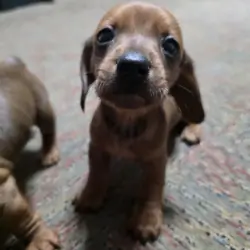 Dachshund pups