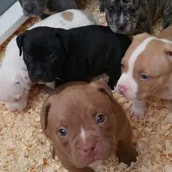 American bully,