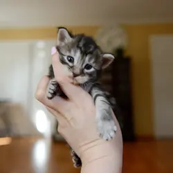 Maine Coon Kittens