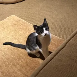 Kitten