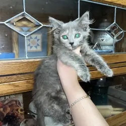 Maine Coon kittens