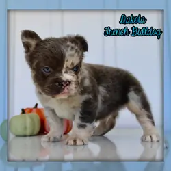 Dakota Male AKC Fluffy French Bulldog