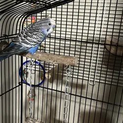 Meet this adorable little bluebird goober!