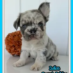 Dallas Male AKC Fluffy French Bulldog