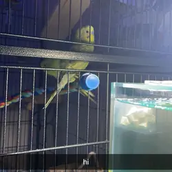 Sweet yellow and green parakeet pair