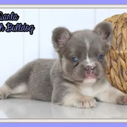 Darla Female AKC Fluffy French Bulldog