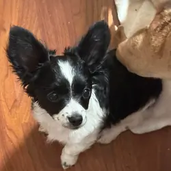 Long coat female chihuahua 12 weeks