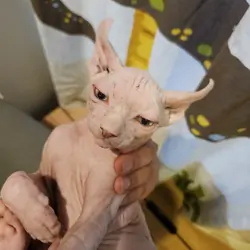 Sphynx kitten