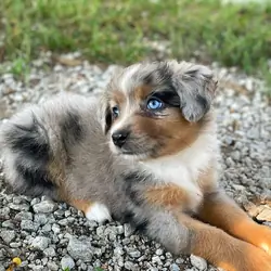 Mini and Toy Aussies