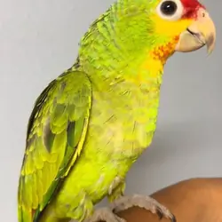 Amazon Parrots for Sale from Reputable Bird Seller