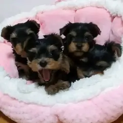 Adorable purebred Yorkie puppies