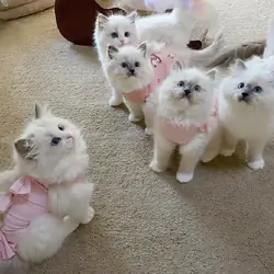 Stunning purebred Ragdoll kittens
