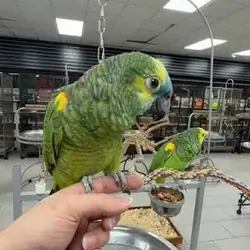 Bring Home a Pair of Beautiful Blue-Fronted Amazon