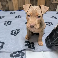 Xl Bully/ pitbul puppies