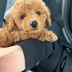 Male Poodle puppy