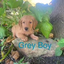 AKC Dark Red Golden Retriever puppy