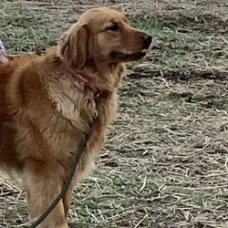 AKC dark red golden retriever