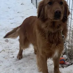 AKC dark red golden retriever