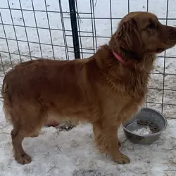 AKC dark red golden retriever