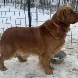 AKC dark red golden retriever