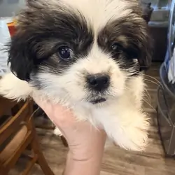 Lhasa Apso/ Mini American Eskipoo
