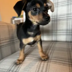 Puppies