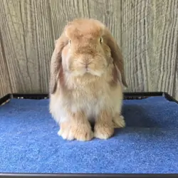 Holland Lop Rabbit