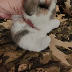 HOLLAND LOP DWARF BUNNIES
