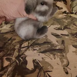 HOLLAND LOP DWARF BUNNIES