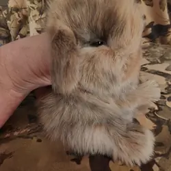 HOLLAND LOP DWARF BUNNIES
