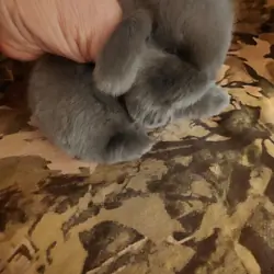 HOLLAND LOP DWARF BUNNIES