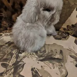 HOLLAND LOP DWARF BUNNIES