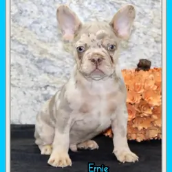 Ernie Male AKC French Bulldog