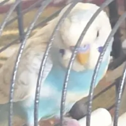 Cute Parakeets