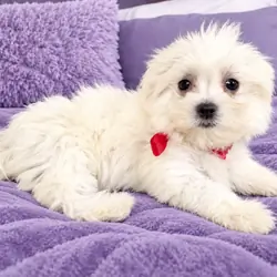 Dolly