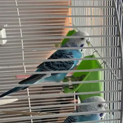 2 Parakeets - free