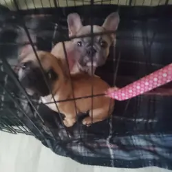 Fluffy Frenchie puppies